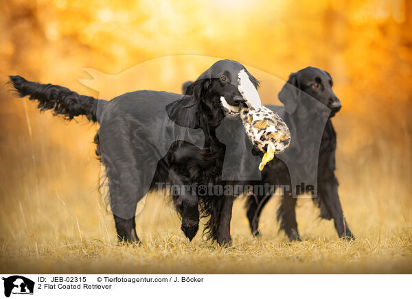 2 Flat Coated Retriever / JEB-02315