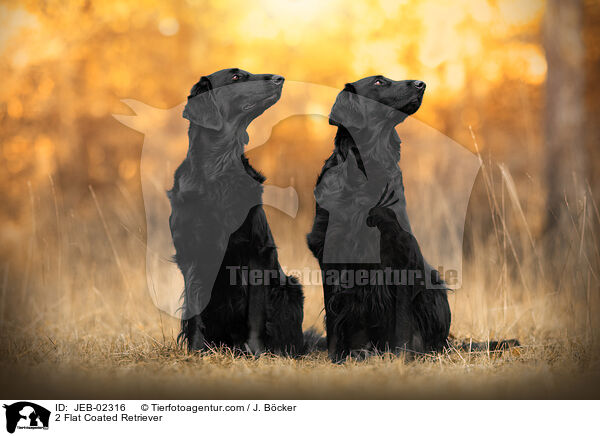 2 Flat Coated Retriever / JEB-02316