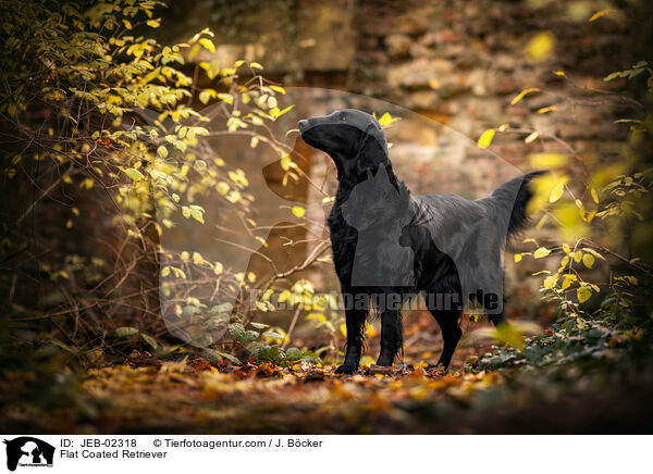 Flat Coated Retriever / JEB-02318