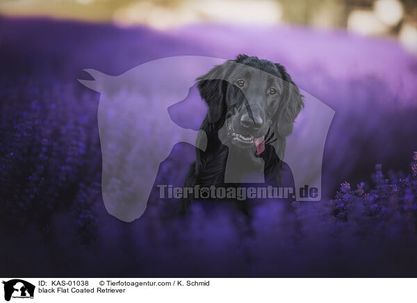 schwarzer Flat Coated Retriever / black Flat Coated Retriever / KAS-01038