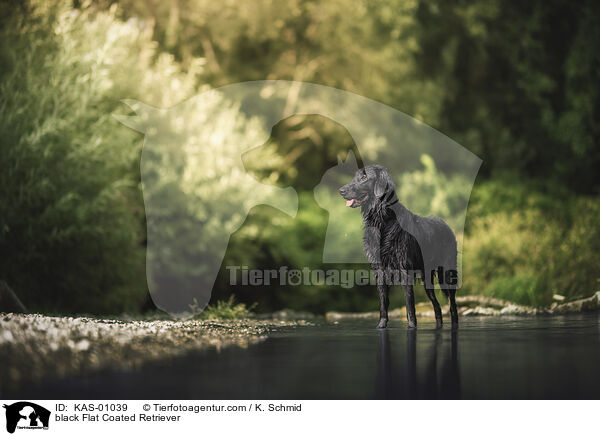 schwarzer Flat Coated Retriever / black Flat Coated Retriever / KAS-01039