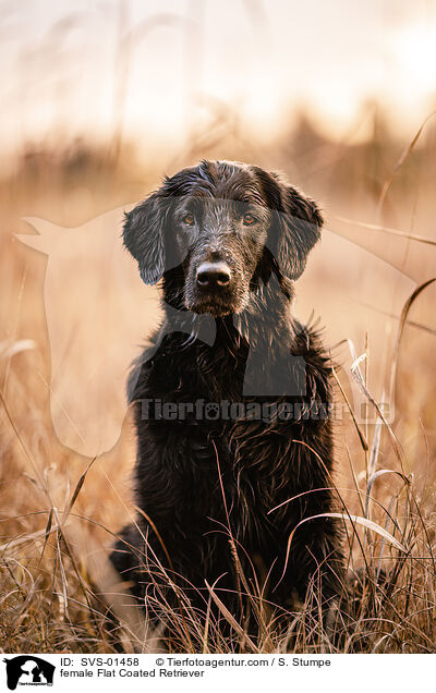 female Flat Coated Retriever / SVS-01458