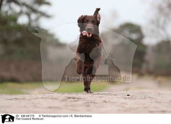 Flat Coated Retriever / Flat Coated Retriever / KB-08178