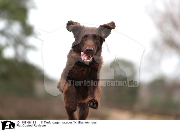 Flat Coated Retriever / Flat Coated Retriever / KB-08181