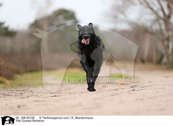 Flat Coated Retriever / KB-08182