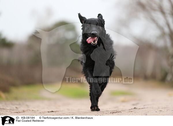 Flat Coated Retriever / Flat Coated Retriever / KB-08184