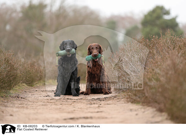 Flat Coated Retriever / KB-08203
