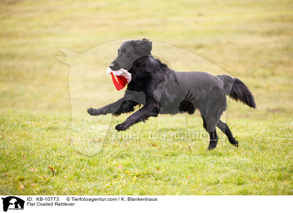 Flat Coated Retriever / Flat Coated Retriever / KB-10773