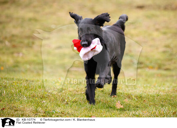 Flat Coated Retriever / Flat Coated Retriever / KB-10774