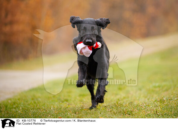 Flat Coated Retriever / Flat Coated Retriever / KB-10776