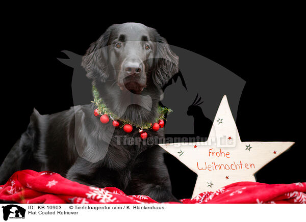 Flat Coated Retriever / Flat Coated Retriever / KB-10903