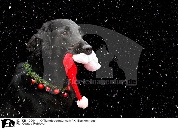 Flat Coated Retriever / Flat Coated Retriever / KB-10904