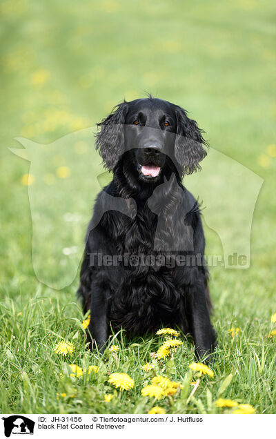 black Flat Coated Retriever / JH-31456