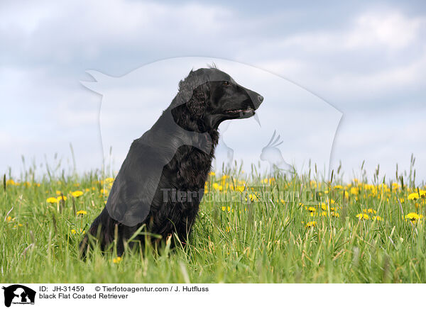 black Flat Coated Retriever / JH-31459