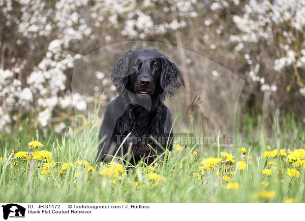 black Flat Coated Retriever / JH-31472