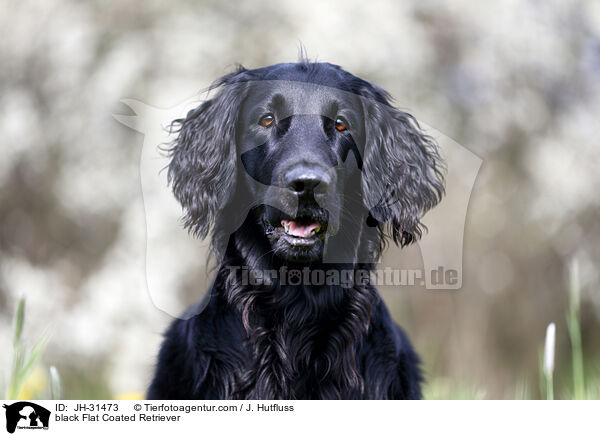 black Flat Coated Retriever / JH-31473
