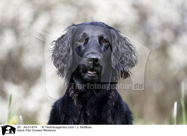black Flat Coated Retriever / JH-31474