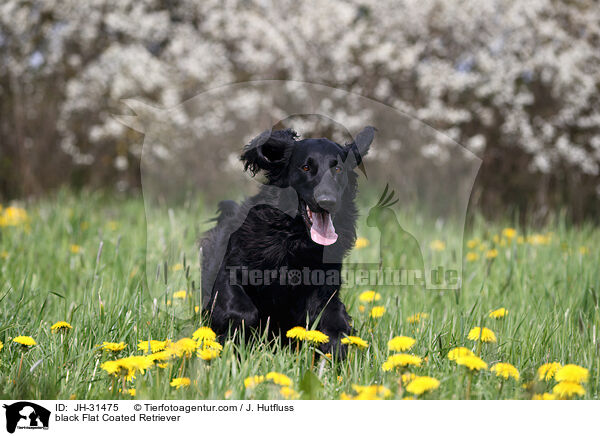 black Flat Coated Retriever / JH-31475
