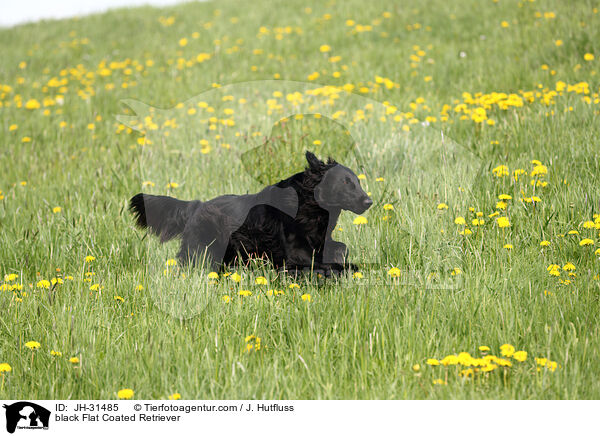 schwarzer Flat Coated Retriever / black Flat Coated Retriever / JH-31485