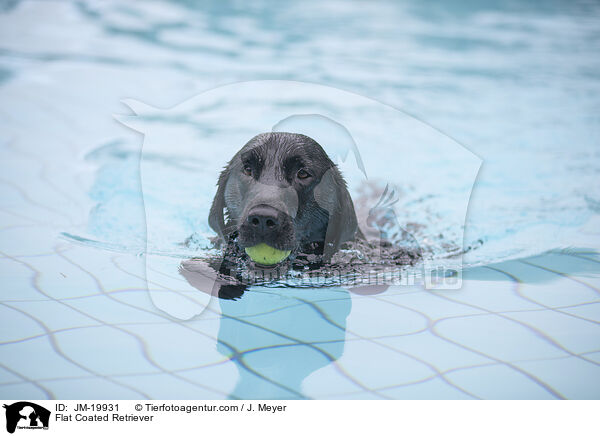 Flat Coated Retriever / Flat Coated Retriever / JM-19931