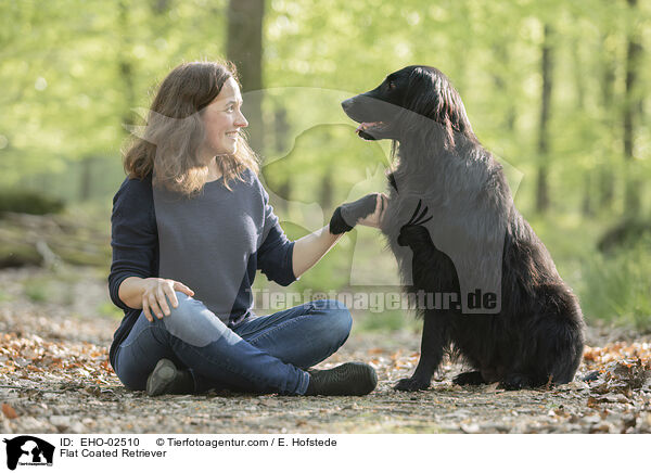 Flat Coated Retriever / Flat Coated Retriever / EHO-02510