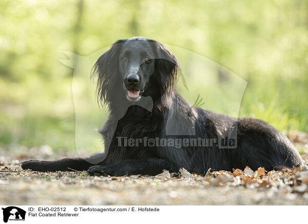 Flat Coated Retriever / Flat Coated Retriever / EHO-02512