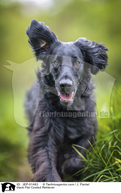 schwarzer Flat Coated Retriever / black Flat Coated Retriever / JEP-01483