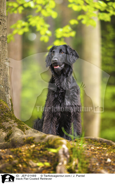 schwarzer Flat Coated Retriever / black Flat Coated Retriever / JEP-01489