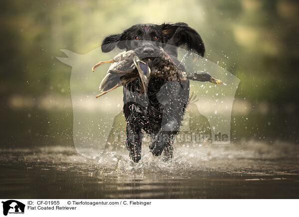 Flat Coated Retriever / Flat Coated Retriever / CF-01955