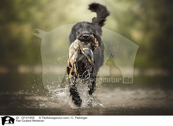 Flat Coated Retriever / Flat Coated Retriever / CF-01956
