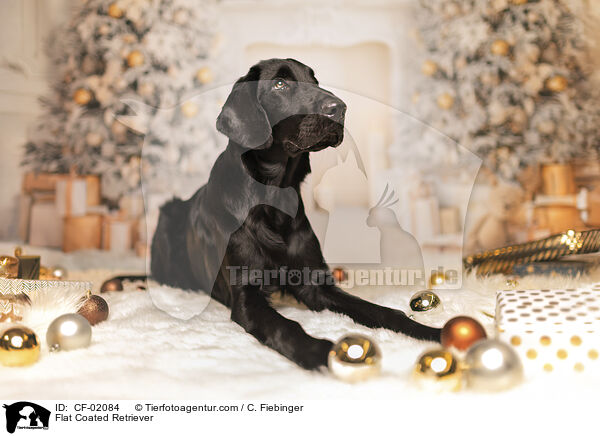 Flat Coated Retriever / Flat Coated Retriever / CF-02084