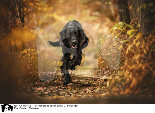 Flat Coated Retriever / CF-02442