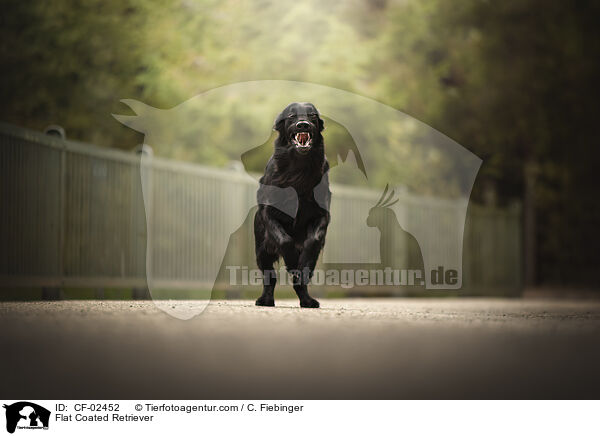 Flat Coated Retriever / Flat Coated Retriever / CF-02452