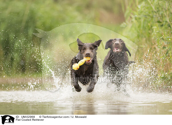Flat Coated Retriever / UM-02968
