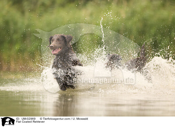 Flat Coated Retriever / Flat Coated Retriever / UM-02969