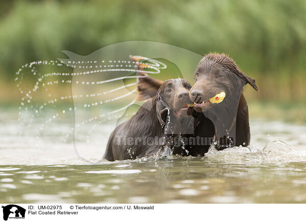 Flat Coated Retriever / UM-02975