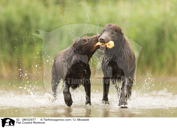 Flat Coated Retriever / UM-02977