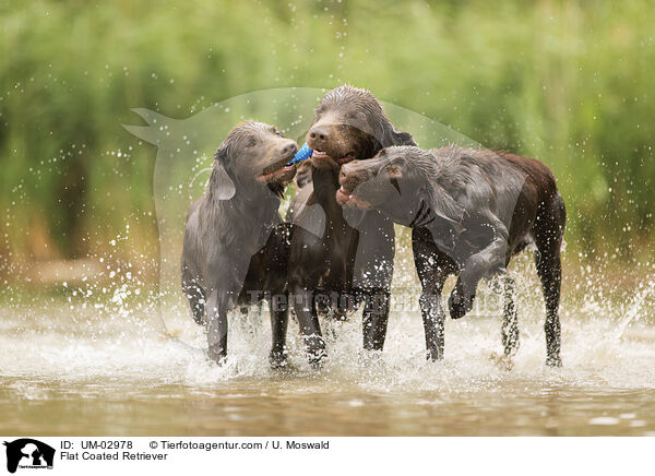 Flat Coated Retriever / UM-02978