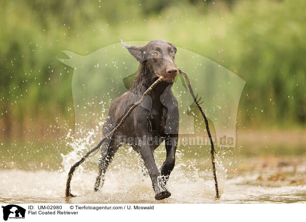 Flat Coated Retriever / UM-02980