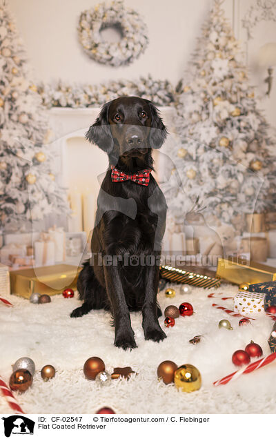 Flat Coated Retriever / Flat Coated Retriever / CF-02547