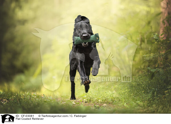 Flat Coated Retriever / CF-03081