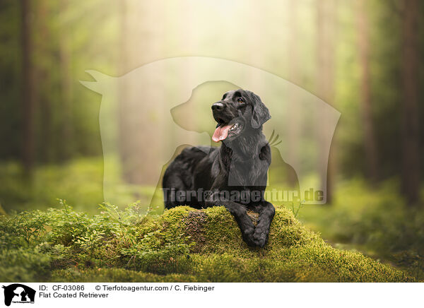 Flat Coated Retriever / Flat Coated Retriever / CF-03086