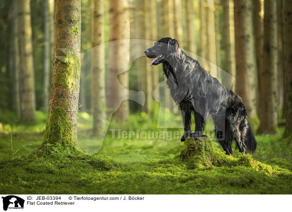 Flat Coated Retriever / Flat Coated Retriever / JEB-03394