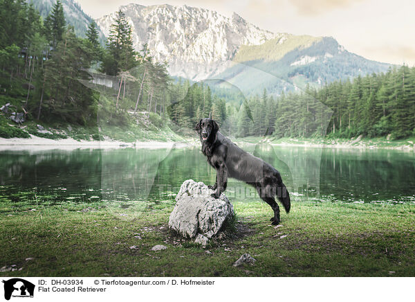 Flat Coated Retriever / Flat Coated Retriever / DH-03934