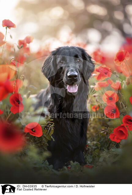Flat Coated Retriever / Flat Coated Retriever / DH-03935