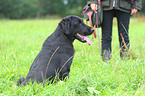 Flat Coated Retriever