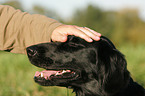 fondling a Flat Coated Retriever