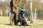 Flat Coated Retriever with dummy
