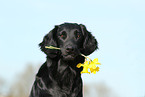 Flat Coated Retriever Portrait