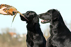 Flat Coated Retriever Portrait
